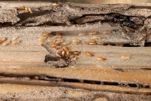 Best Pest Removal Services  in South Oroville, CA